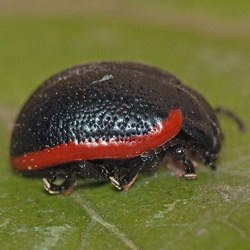 Chrysolina rossia